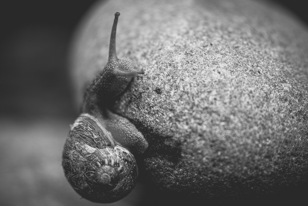 snails-6